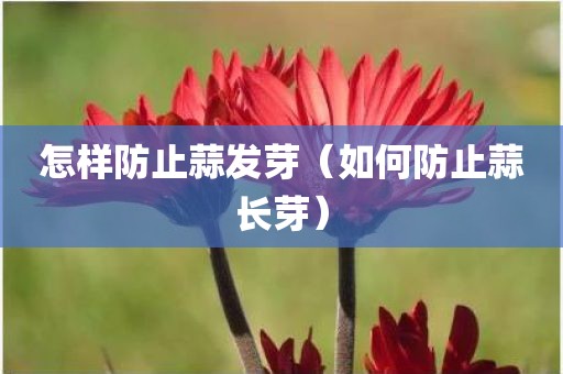 怎样防止蒜发芽（如何防止蒜长芽）