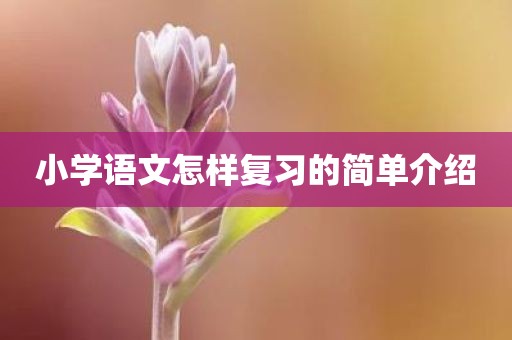 小学语文怎样复习的简单介绍