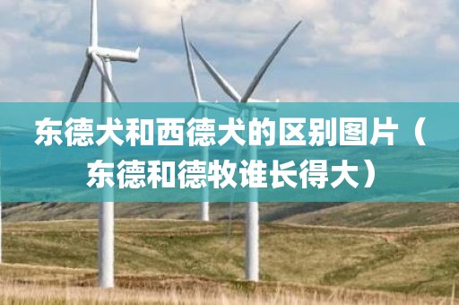 东德犬和西德犬的区别图片（东德和德牧谁长得大）