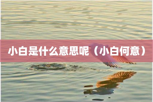 小白是什么意思呢(小白何意)
