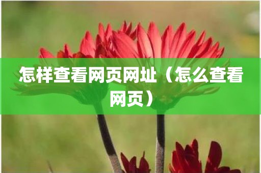 怎样查看网页网址（怎么查看网页）