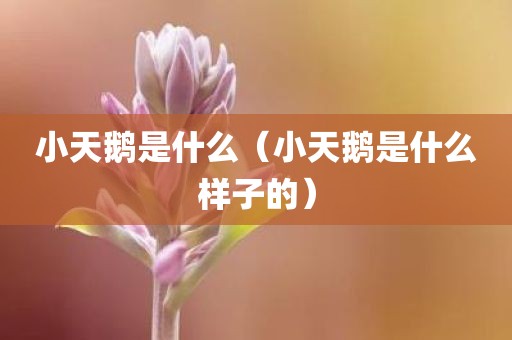 小天鹅是什么(小天鹅是什么样子的)