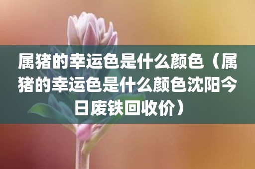 属猪的幸运色是什么颜色（属猪的幸运色是什么颜色沈阳今日废铁回收价）