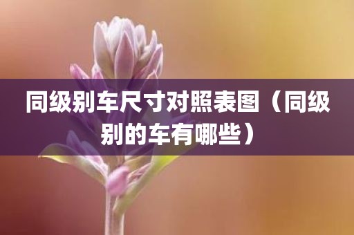 同级别车尺寸对照表图（同级别的车有哪些）