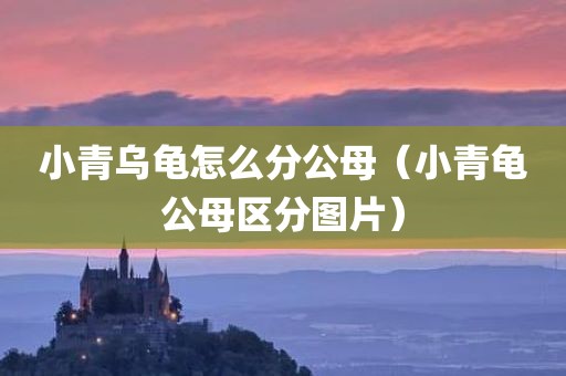 小青乌龟怎么分公母（小青龟公母区分图片）