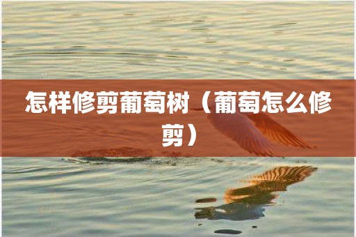 怎样修剪葡萄树（葡萄怎么修剪）