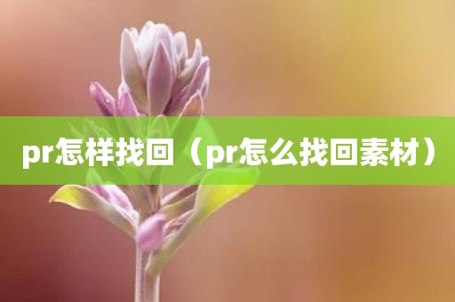 pr怎样找回（pr怎么找回素材）