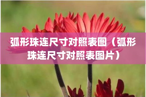弧形珠连尺寸对照表图（弧形珠连尺寸对照表图片）