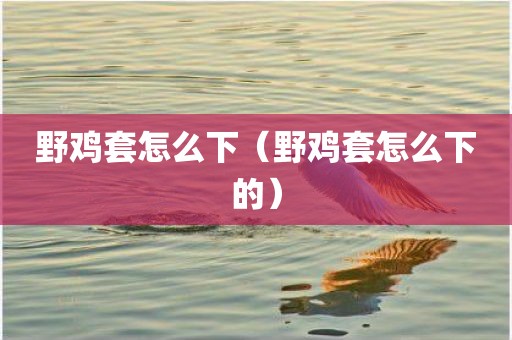 野鸡套怎么下（野鸡套怎么下的）