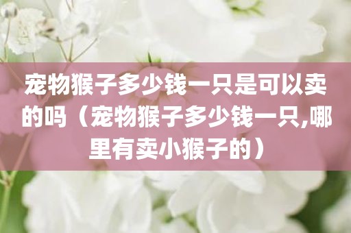 宠物猴子多少钱一只是可以卖的吗（宠物猴子多少钱一只,哪里有卖小猴子的）