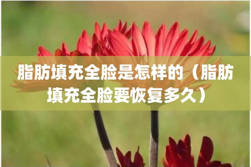 脂肪填充全脸是怎样的（脂肪填充全脸要恢复多久）