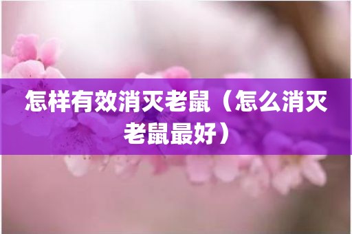 怎样有效消灭老鼠（怎么消灭老鼠最好）