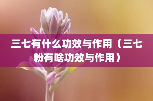 三七有什么功效与作用（三七粉有啥功效与作用）