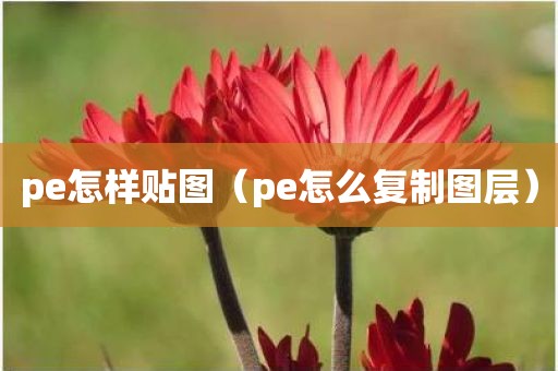 pe怎样贴图（pe怎么复制图层）