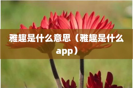 雅趣是什么意思（雅趣是什么app）