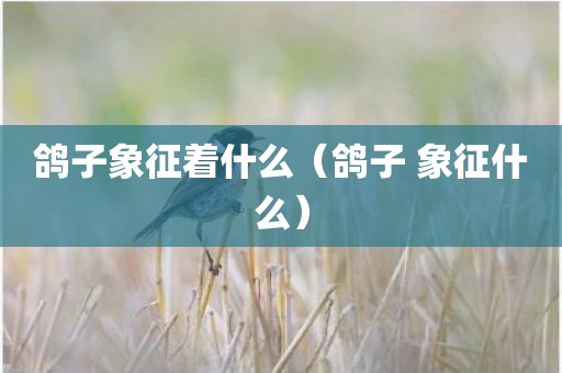 鸽子象征着什么（鸽子 象征什么）