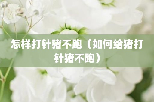 怎样打针猪不跑（如何给猪打针猪不跑）