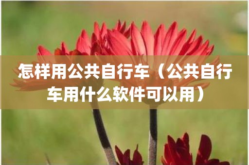 怎样用公共自行车（公共自行车用什么软件可以用）