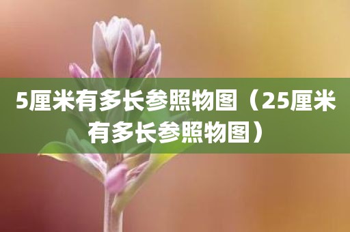 5厘米有多长参照物图（25厘米有多长参照物图）