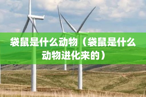 袋鼠是什么动物（袋鼠是什么动物进化来的）