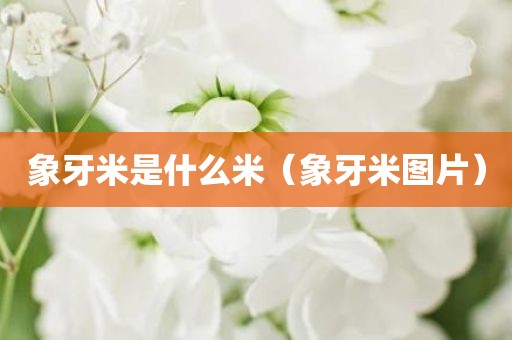 象牙米是什么米(象牙米图片)