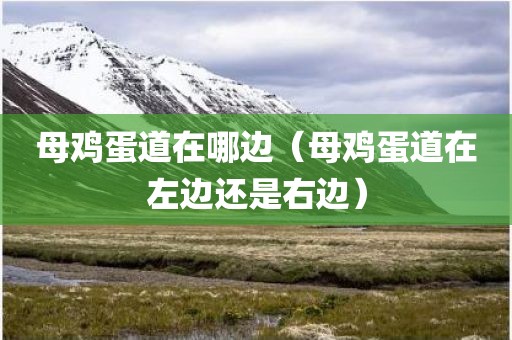 母鸡蛋道在哪边（母鸡蛋道在左边还是右边）