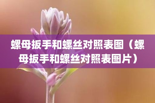 螺母扳手和螺丝对照表图（螺母扳手和螺丝对照表图片）