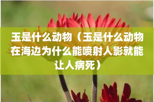 玉是什么动物（玉是什么动物在海边为什么能喷射人影就能让人病死）