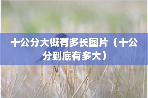 十公分大概有多长图片（十公分到底有多大）