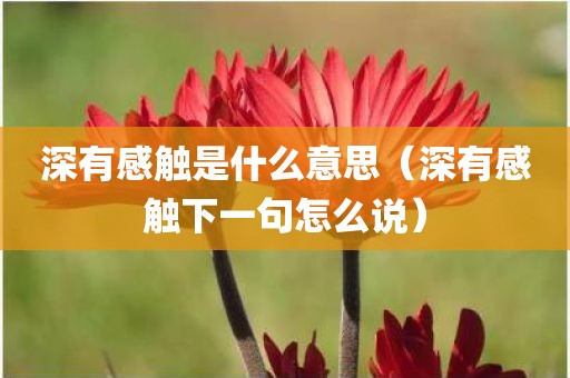 深有感触是什么意思（深有感触下一句怎么说）