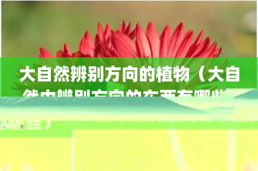 大自然辨别方向的植物（大自然中辨别方向的东西有哪些）