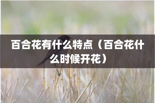 百合花有什么特点（百合花什么时候开花）