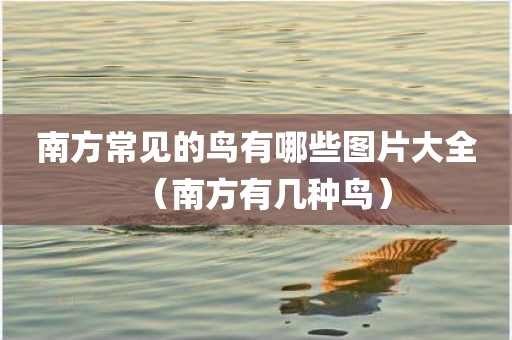 南方常见的鸟有哪些图片大全（南方有几种鸟）