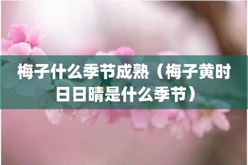 梅子什么季节成熟（梅子黄时日日晴是什么季节）