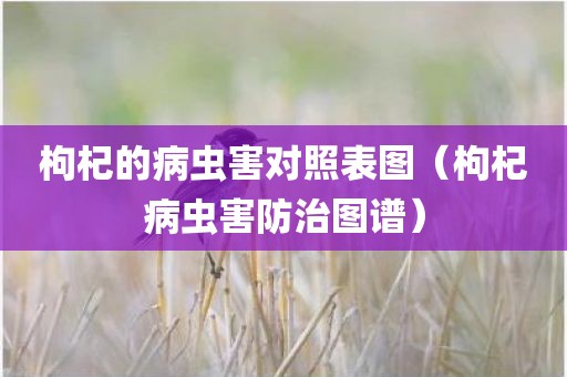 枸杞的病虫害对照表图（枸杞病虫害防治图谱）