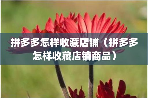 拼多多怎样收藏店铺（拼多多怎样收藏店铺商品）