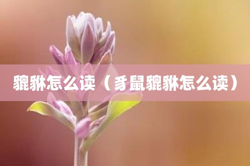 貔貅怎么读（豸鼠貔貅怎么读）