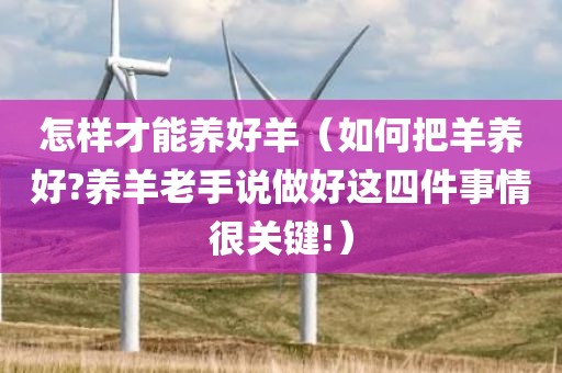 怎样才能养好羊（如何把羊养好?养羊老手说做好这四件事情很关键!）