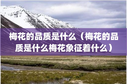 梅花的品质是什么（梅花的品质是什么梅花象征着什么）