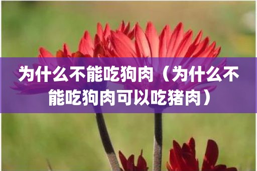为什么不能吃狗肉(为什么不能吃狗肉可以吃猪肉)