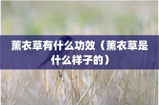 薰衣草有什么功效（薰衣草是什么样子的）