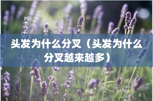 头发为什么分叉（头发为什么分叉越来越多）
