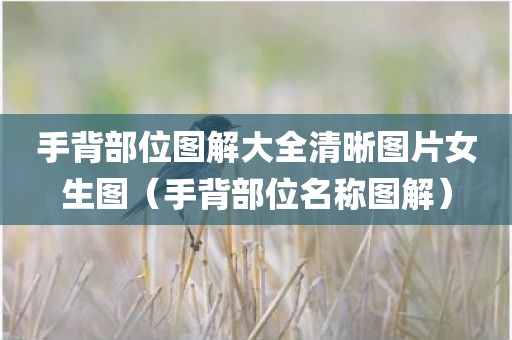 手背部位图解大全清晰图片女生图（手背部位名称图解）