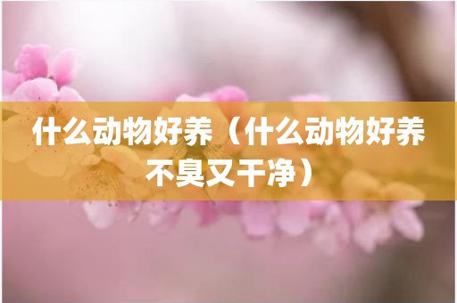 什么动物好养（什么动物好养不臭又干净）