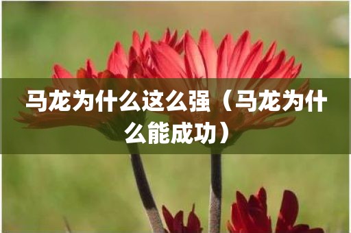 马龙为什么这么强（马龙为什么能成功）