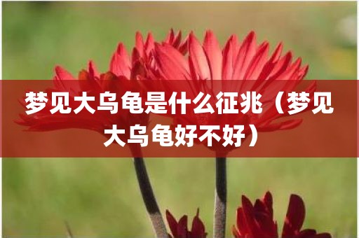 梦见大乌龟是什么征兆（梦见大乌龟好不好）