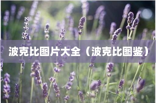 波克比图片大全(波克比图鉴)