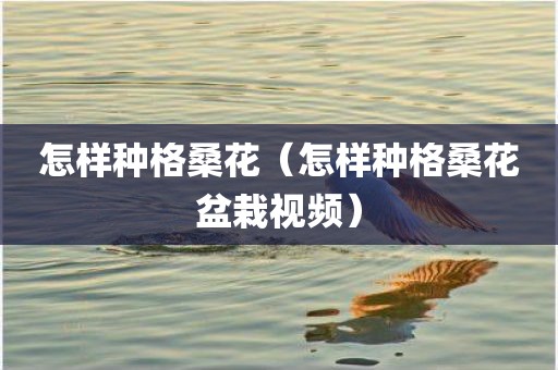 怎样种格桑花（怎样种格桑花盆栽视频）