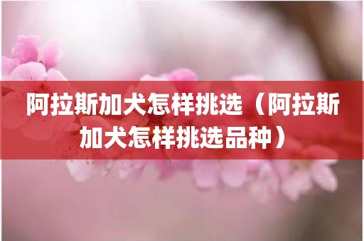 阿拉斯加犬怎样挑选(阿拉斯加犬怎样挑选品种)