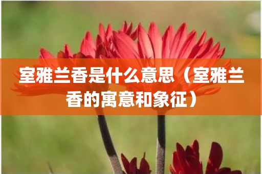 室雅兰香是什么意思(室雅兰香的寓意和象征)